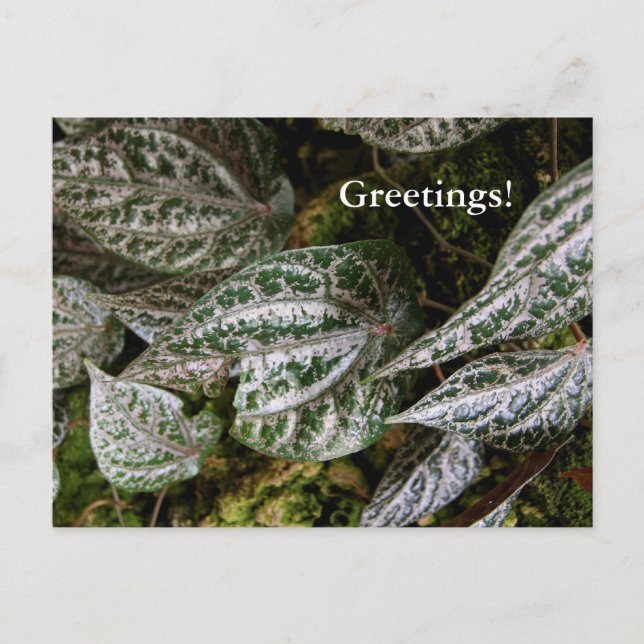 Carte postale Poivre Celebes (Devant)