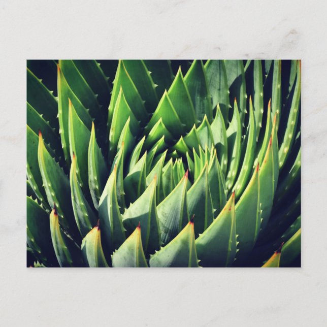 Carte Postale Pokey Succulent (Devant)