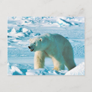 Carte Postale Polar Bear
