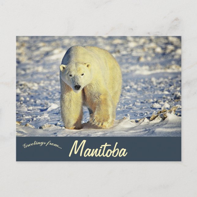 Carte Postale Polar Bear in Churchill Manitoba Canada (Devant)