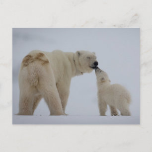 Carte Postale Polar Bear Mother with Cub