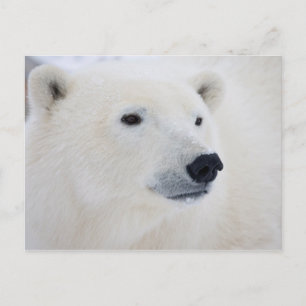 Carte Postale Polar Churchill