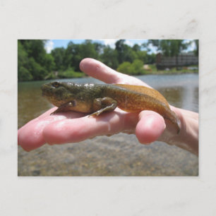 Carte Postale Pollywog