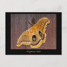 Carte Postale Polyphemus Moth