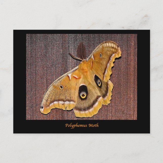 Carte Postale Polyphemus Moth (Devant)