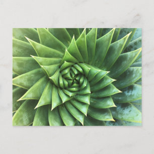 Carte Postale Polyphylla d'Aloe Verte
