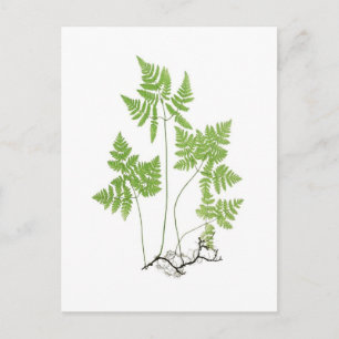 Carte Postale Polypodium dryopteris