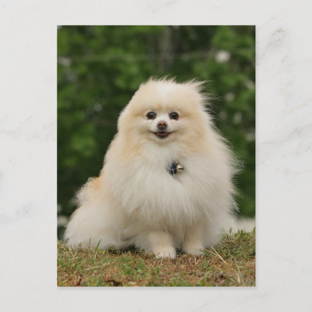 Carte Postale Pomeranian assis (Devant)