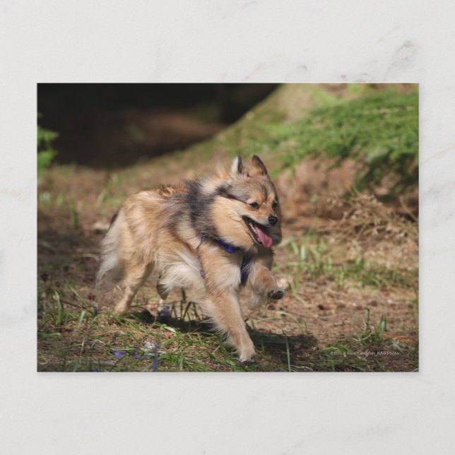 Carte Postale Pomeranian fonctionnant avec le harnais dessus (Devant)