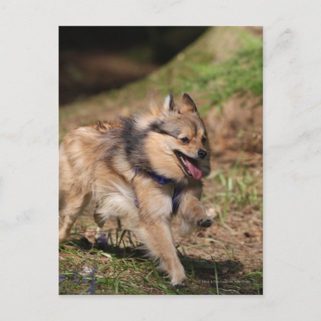 Carte Postale Pomeranian fonctionnant avec le harnais dessus (Devant)