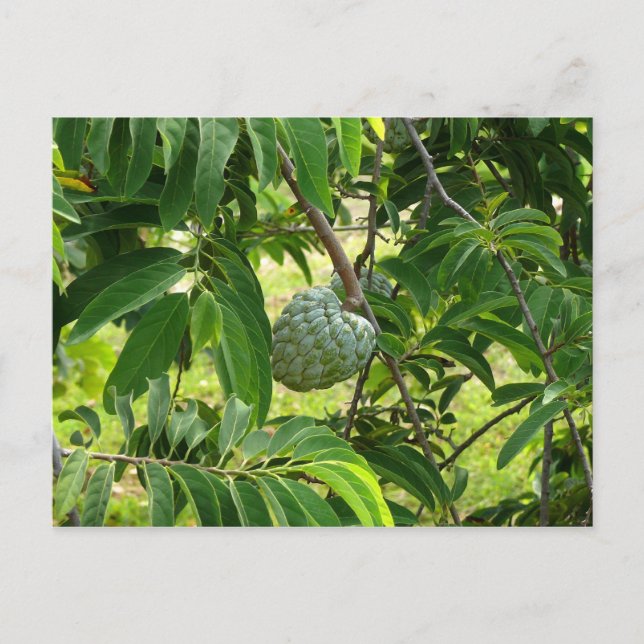 Carte Postale Pomme Cannelle - Martinique, FWI (Devant)