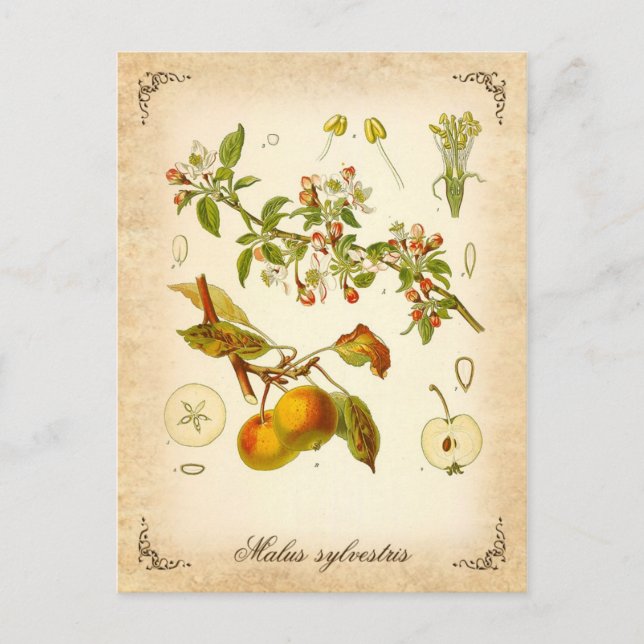 Carte Postale Pomme de crabe - illustration vintage (Devant)