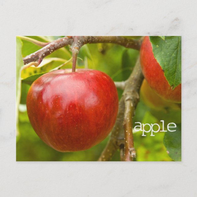 Carte postale "pomme" de Proverbes 7:2 (Devant)