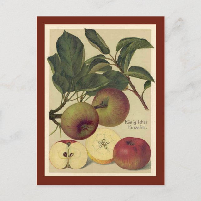 Carte Postale Pommes Botanique Vintage (Devant)