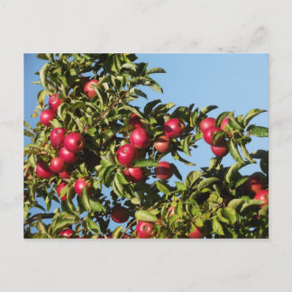 Carte Postale Pommes de Mack