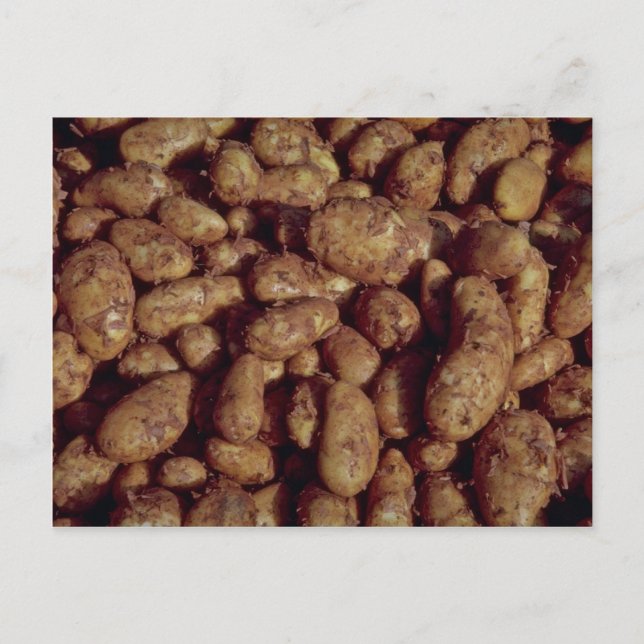 Carte Postale Pommes de terre (Devant)