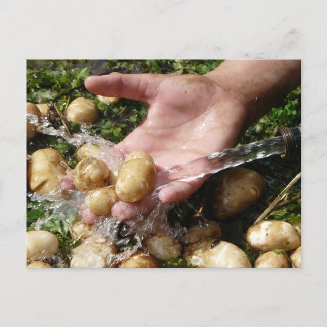 Carte Postale Pommes de terre fraîches du jardin se laver (Devant)