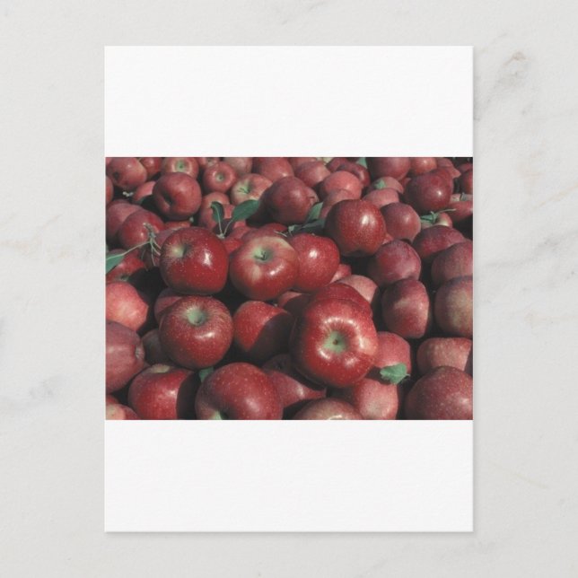 Carte Postale Pommes du Michigan (Devant)