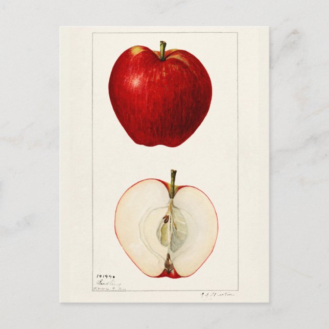 Carte Postale Pommes (Malus Domestica) Peinture à l'aquarelle au (Devant)
