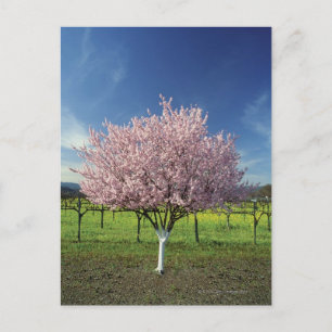 Carte Postale Pommier dans un champ, Napa Valley, Californie,