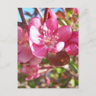 Carte Postale Pommier sauvage en fleurs