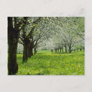 Carte Postale Pommiers blancs dans les fleurs printanières