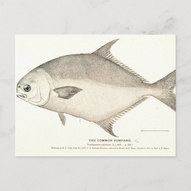 Carte Postale Pompano (Devant)