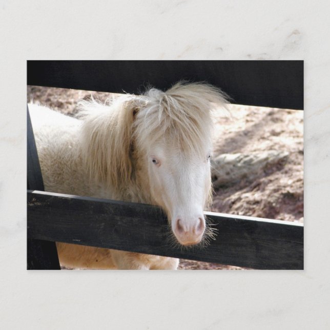 Carte Postale Poney albino (Devant)