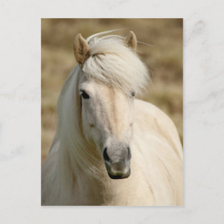 Carte Postale Poney blanc