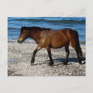 Carte Postale Poney Dartmoor marchant sur la plage éloignée du s