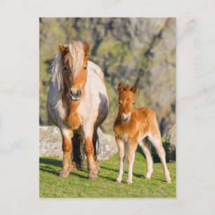 Carte Postale Poney Shetland dans un pâturage près de hautes fal