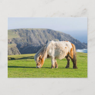 Carte Postale Poney Shetland dans un pâturage près de hautes fal