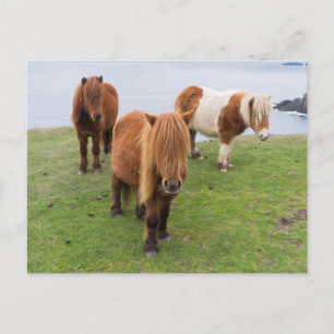 Carte Postale Poney Shetland dans un Pâturage près de Hautes Fal