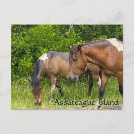 Carte Postale poneys sauvages sur l'île d'Assateauge