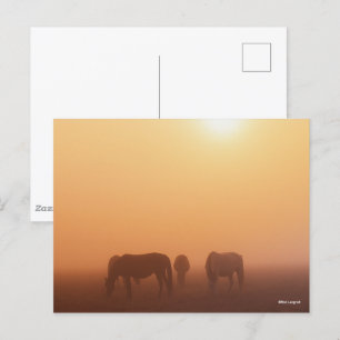 Carte Postale Ponies Caspiennes Pâtées Dans Le Levant De Soleil 