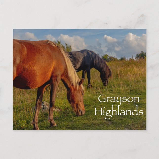 Carte Postale Ponies sauvages au parc national Grayson Highlands (Devant)
