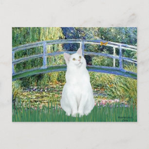 Carte Postale Pont - Chat à poils courts blanc