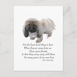 Carte Postale Pont Pekingese Chien Rainbow