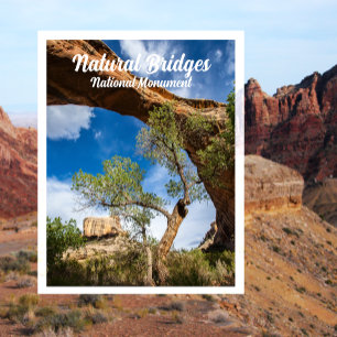 Carte Postale Pont Sipapu, Ponts Naturels Monument National P