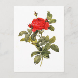 Carte Postale Pontiana de gallica de Rosa