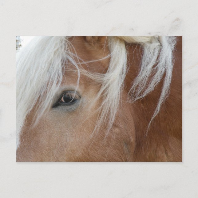 Carte postale Pony (Devant)