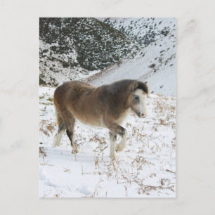 Carte Postale Pony