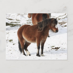 Carte Postale Pony