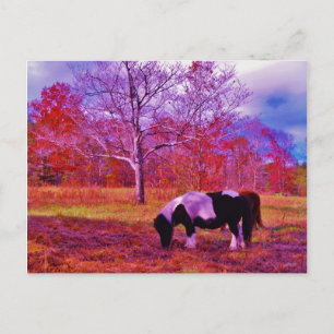 Carte Postale PONY dans un champ de couleur PLANCHE