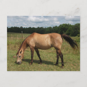 Carte Postale Pony Dun Connemara, Cheval, Pâturage dans le pâtur