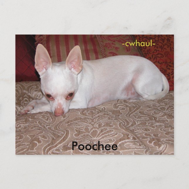 Carte Postale Poochee, -cwhaul- (Devant)