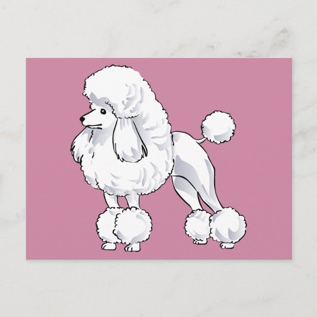 Carte Postale Poodle (Devant)