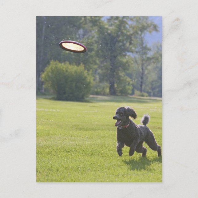 Carte Postale Poodle à la frisbee (Devant)