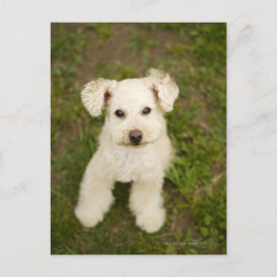 Carte Postale Poodle (blanc)