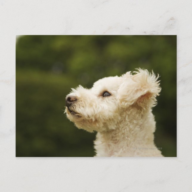 Carte Postale Poodle (blanc) 2 (Devant)